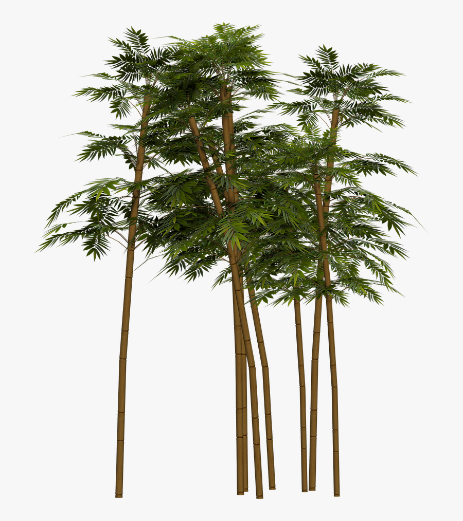 Bamboo Plant Wellness Png Image - Transparent Bamboo Tree Png, Transparent Clipart