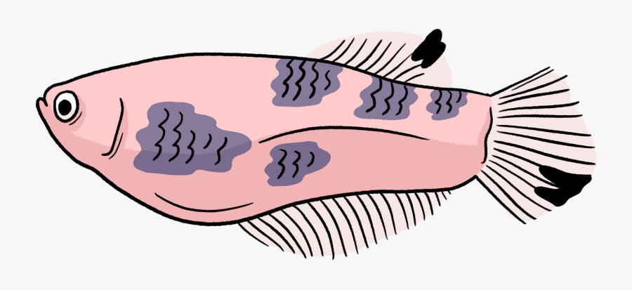 Illustration, Transparent Clipart