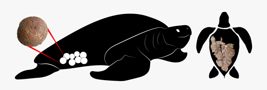 Picture, Transparent Clipart