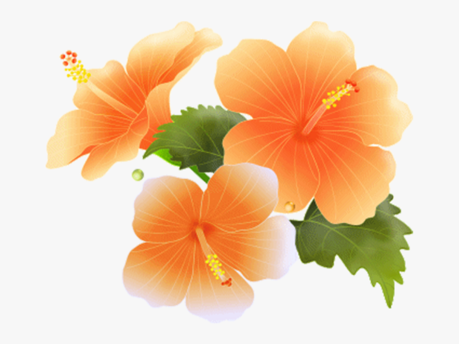#hibiscus #bloom #frame #flower #border #flowers #white - Clipart Orange Flowers Border, Transparent Clipart