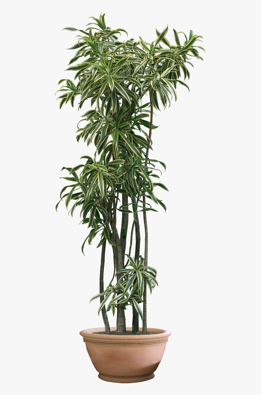 Plant Png Clipart - Transparent Indoor Plant Png, Transparent Clipart