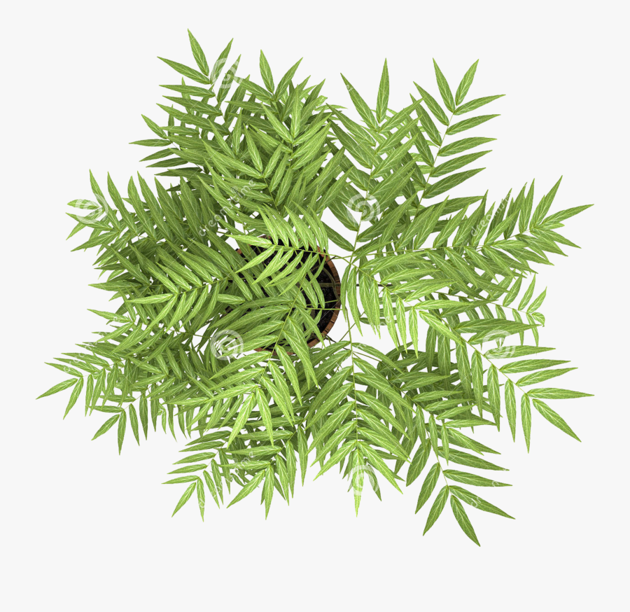 Transparent Flowering Tree Png - Plants Top View Png, Transparent Clipart