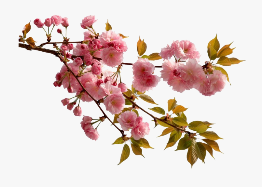 Chinese Flower Png Picture - Cherry Blossom Chinese Flowers, Transparent Clipart