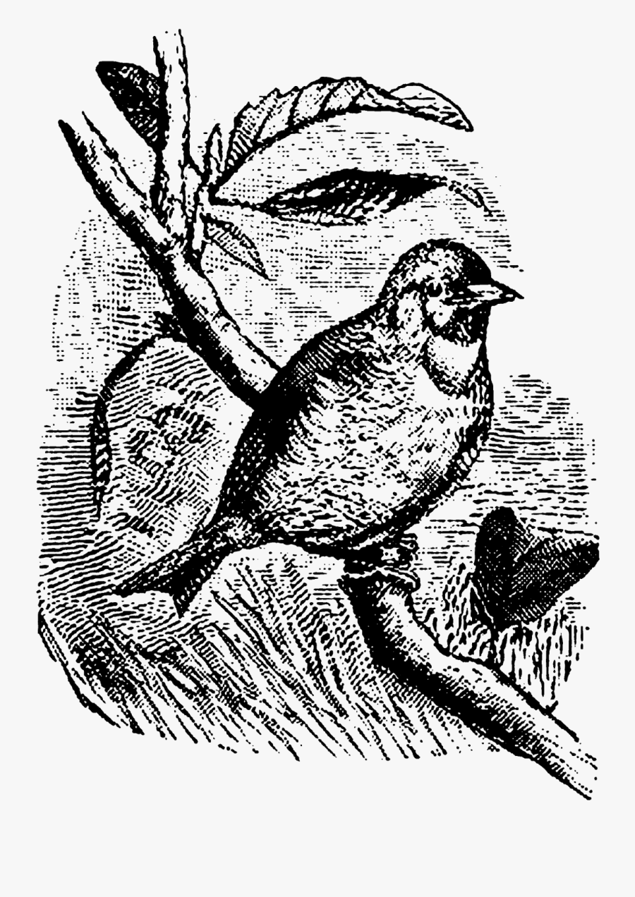 Perching Bird, Transparent Clipart