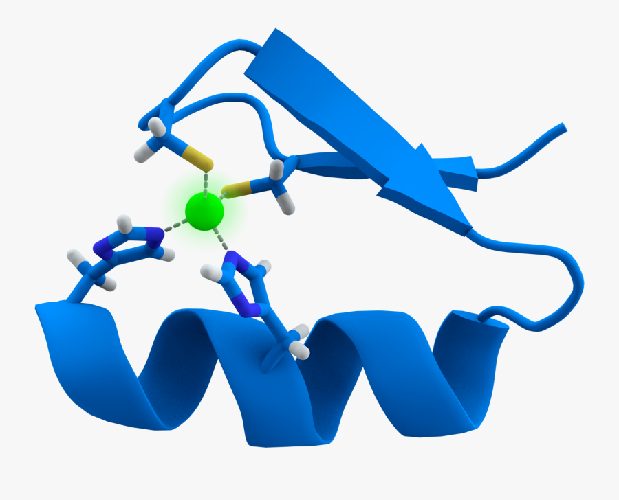 Finger Clipart Knuckle - Zinc Finger Transcription Factor Family, Transparent Clipart