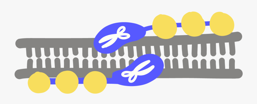 Zinc Finger Nuclease Zfn - Zinc Finger Nucleases, Transparent Clipart