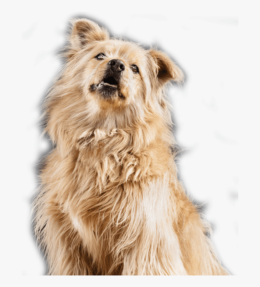 Companion Dog, Transparent Clipart