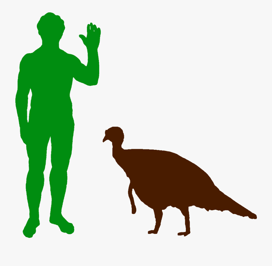 Dino human. Динозавры и люди. Динозаврик человек. Силуэт человека и динозавра с ростом. Рост динозавра и человека.