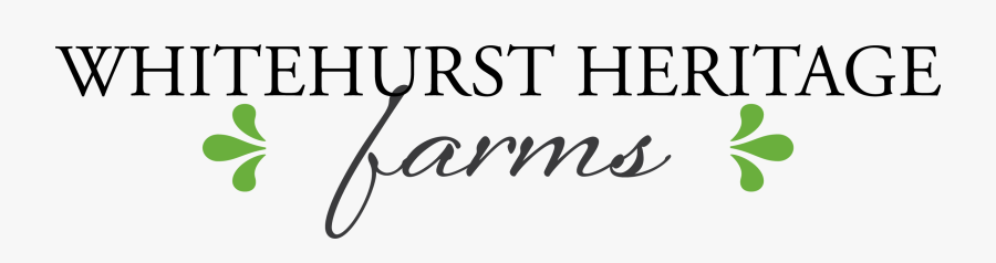 Calligraphy, Transparent Clipart