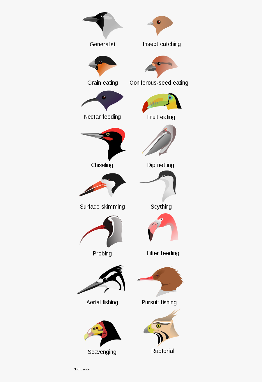 Grain Eating Birds Names, Transparent Clipart