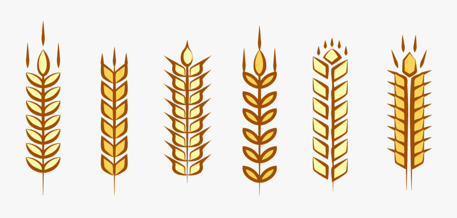 Maize Euclidean Vector Wheat Ear - Imagenes De Espigas De Maiz, Transparent Clipart