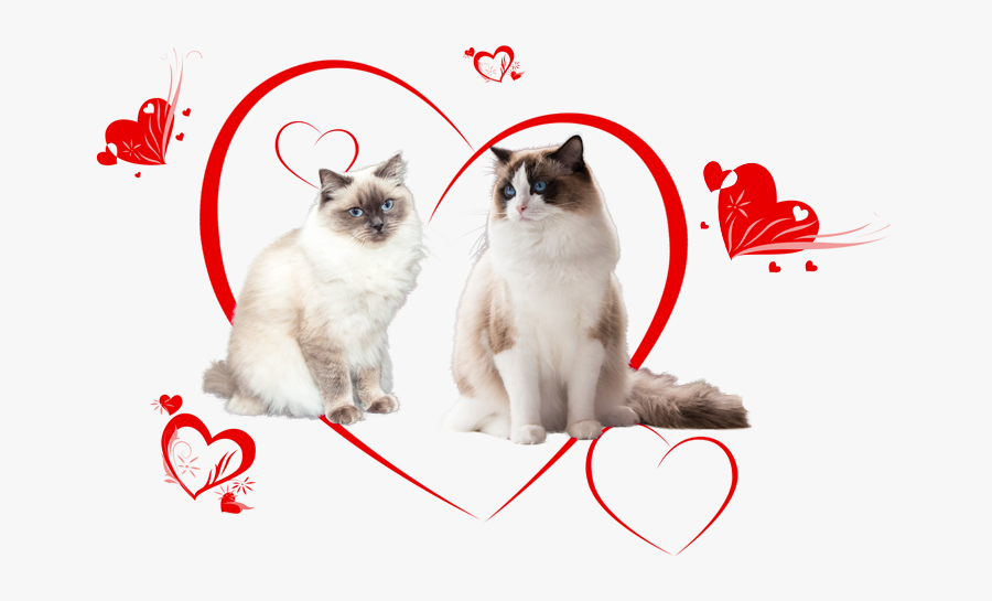 Transparent Rag Doll Png - Balinese, Transparent Clipart