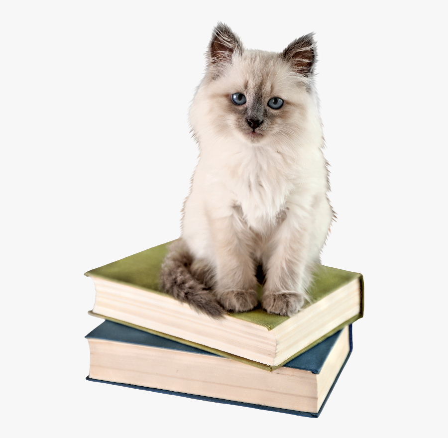 Chatons Chats Gato Katze - Cat, Transparent Clipart