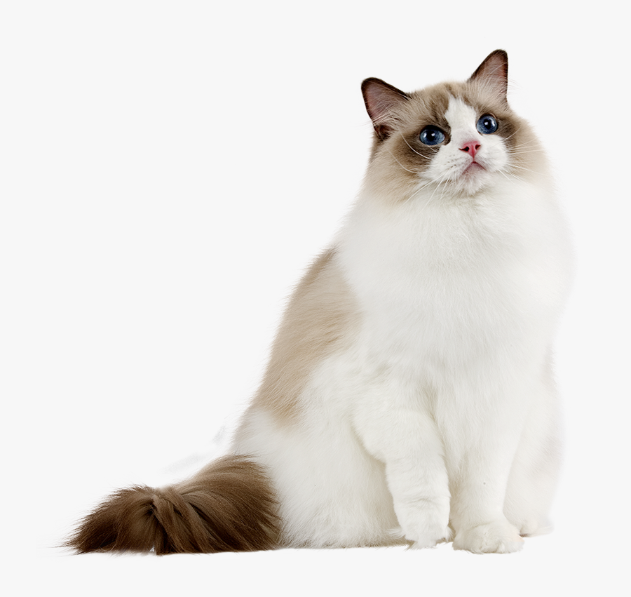 Clip Art Ragdoll Cat Images - Angora Siamese Cat, Transparent Clipart