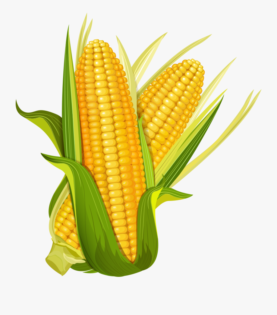 Corn, The Best Mexican Fresh Produce For Global Exports - Cartoon Corn Png, Transparent Clipart