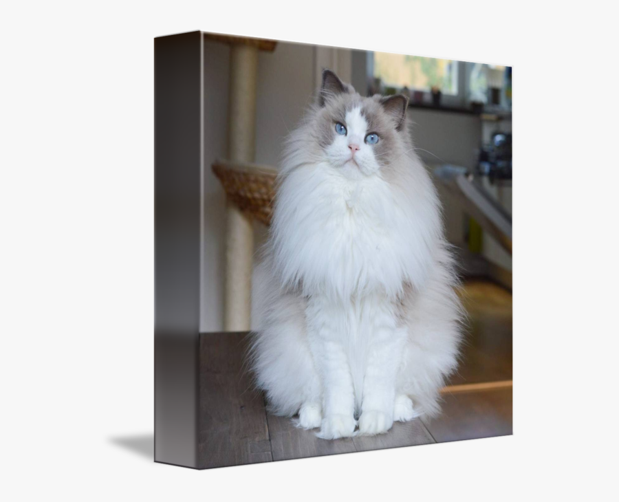 Clip Art Ragdoll Cat Images - Most Beautiful Cat Aurora, Transparent Clipart