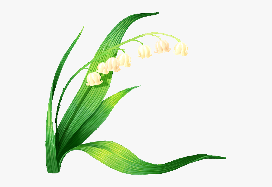Lily Of The Valley Vector Clipart , Png Download - Lily Of The Valley Flower Clipart, Transparent Clipart