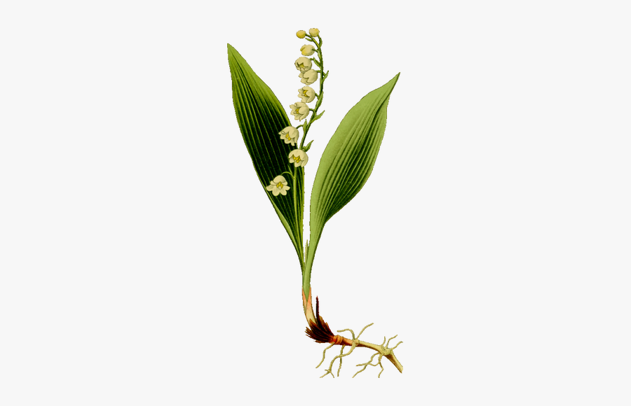 Lily Of The Valley - Konvalinka Png, Transparent Clipart