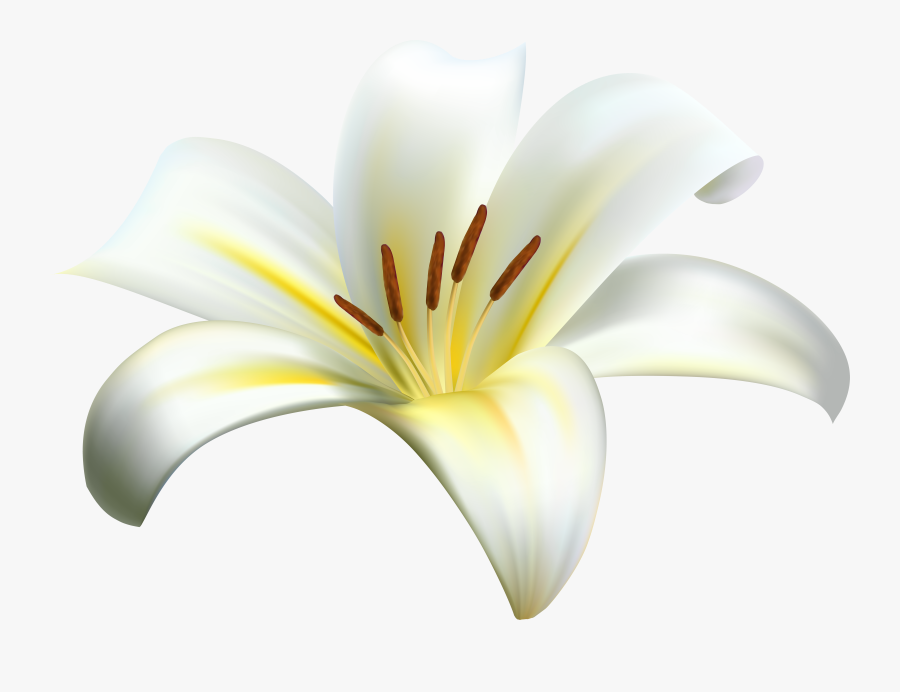 Stargazer Lily Clipart , Png Download - Monocotyledon, Transparent Clipart