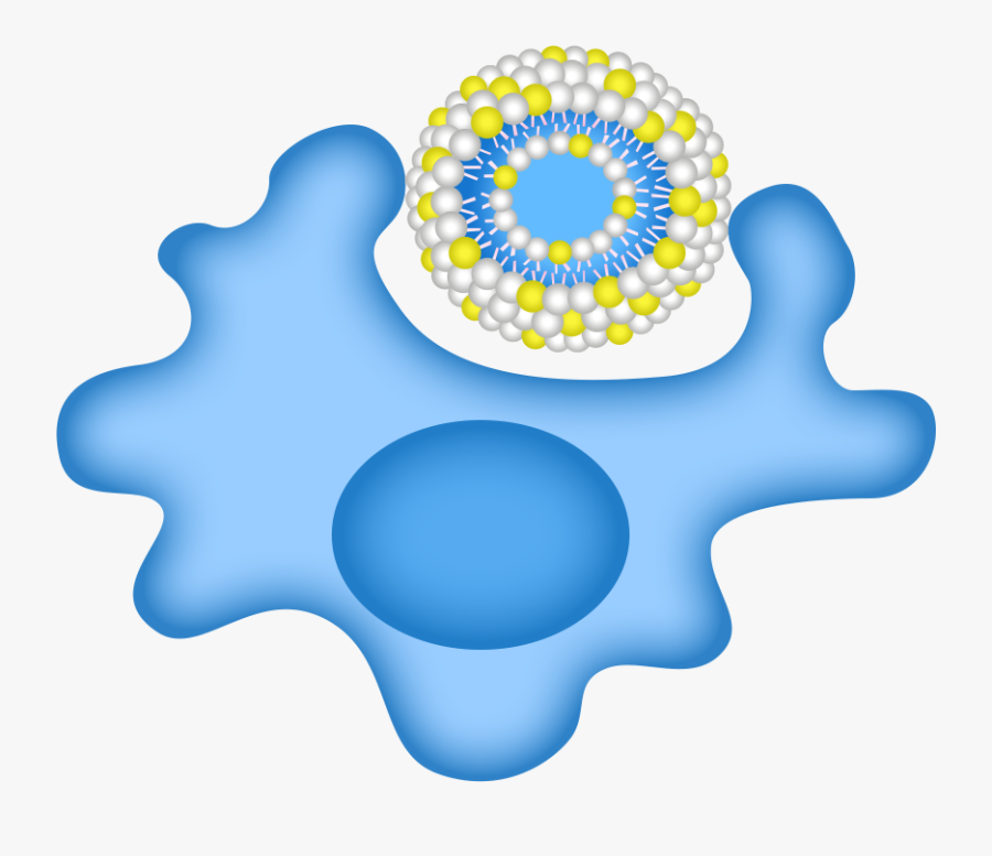 Macrophage Uptake Of Fluorescent Liposome Containing, Transparent Clipart