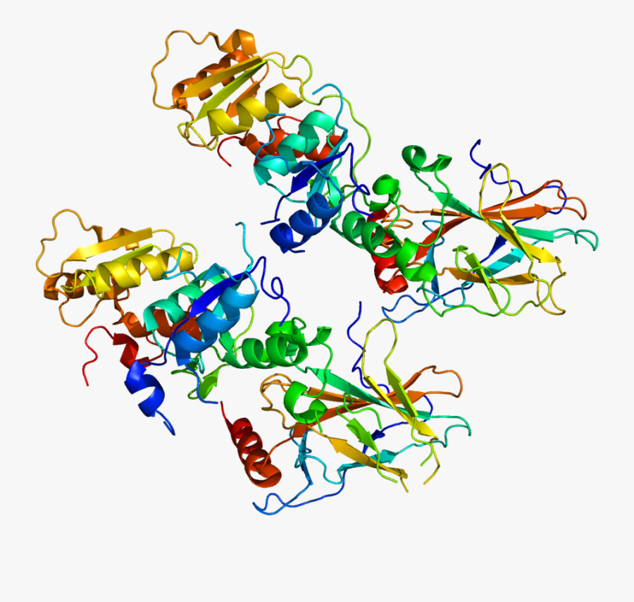 Protein Tp53bp1 Pdb 1gzh - 53bp1 Protein, Transparent Clipart
