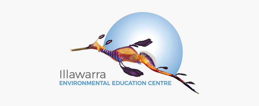 Woodpecker, Transparent Clipart