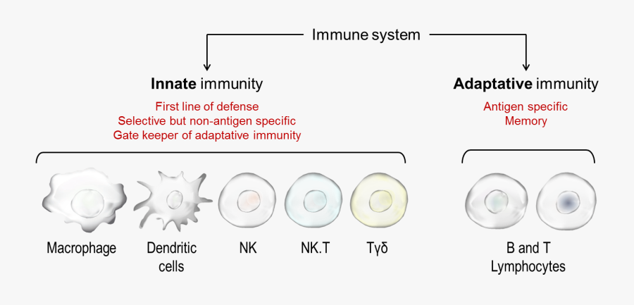 Transparent Immune System Png - Innate Immune System, Transparent Clipart