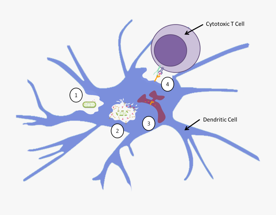 Antigen Uptake By Dendritic Cell, Transparent Clipart