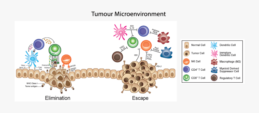 Transparent Tumor Png - Immunosuppressive Tumor Microenvironment, Transparent Clipart
