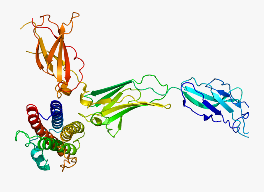 Protein Csf3r Pdb 2d9q - G Csf, Transparent Clipart