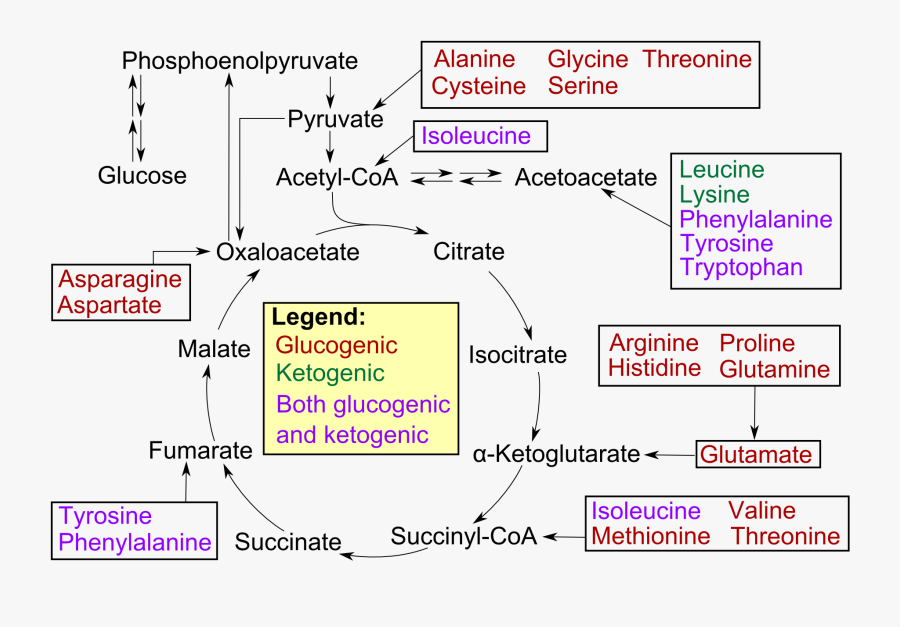 Diagram, Transparent Clipart