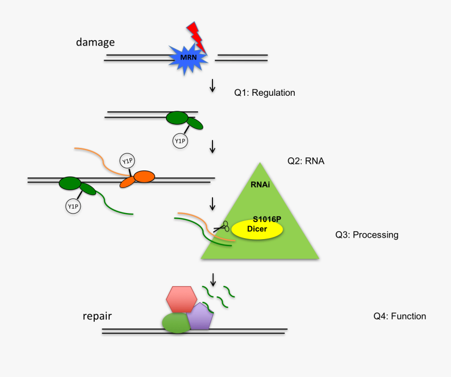 Diagram, Transparent Clipart