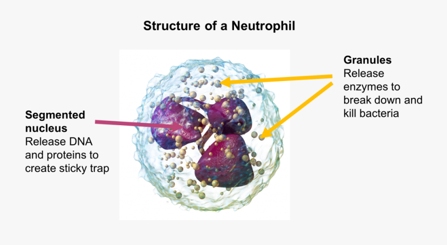 Celula Neutrofilo, Transparent Clipart