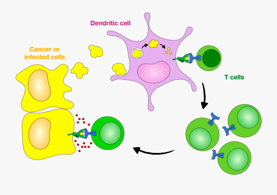 Cells Immune System - Dendritic Cells Icon, Transparent Clipart
