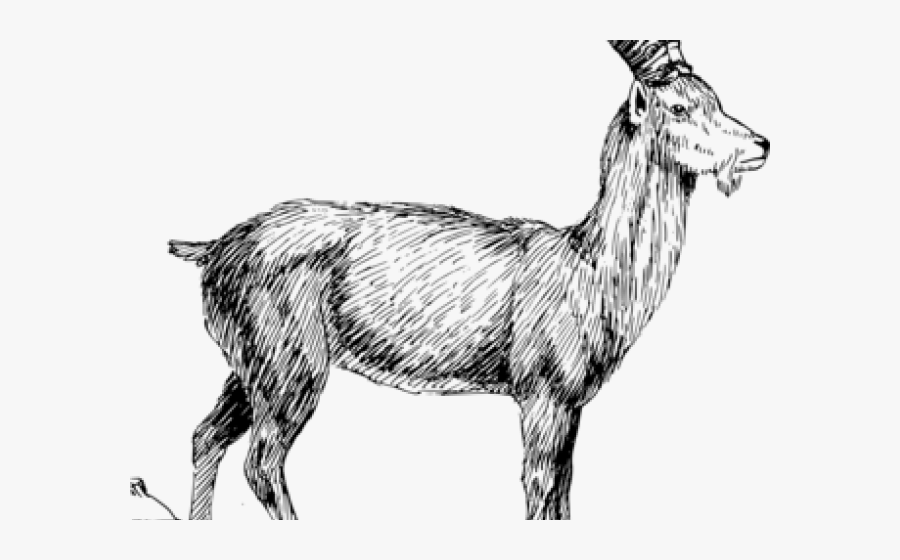 Mountain Goat Clipart Cow - Mountain Goat Clipart Black And White, Transparent Clipart