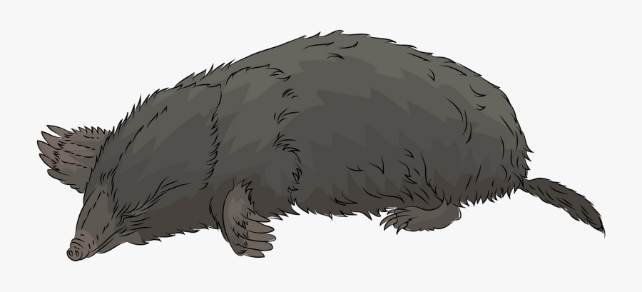 Hog Nosed Skunk, Transparent Clipart
