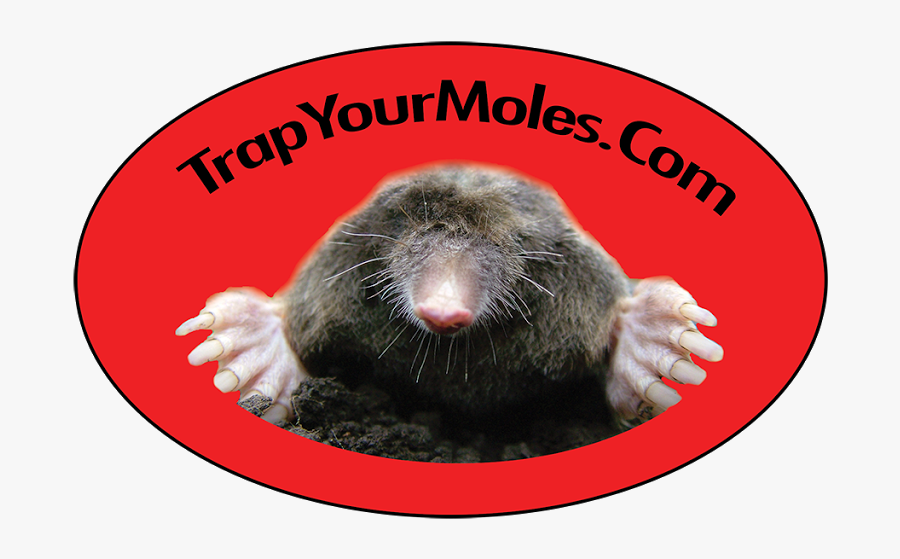 Transparent Mole Png - Trap Your Moles, Transparent Clipart