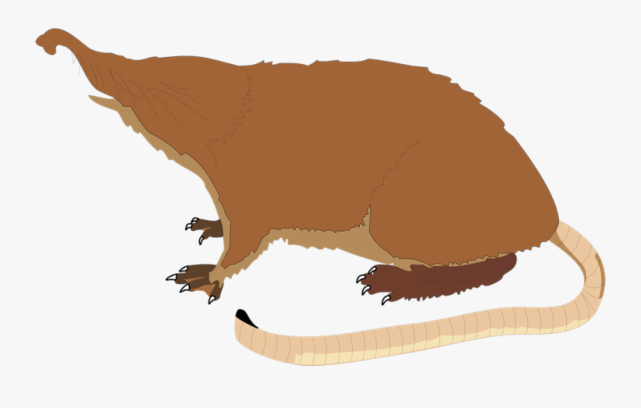 Mole Long Tail - Pyrenean Desman Png, Transparent Clipart