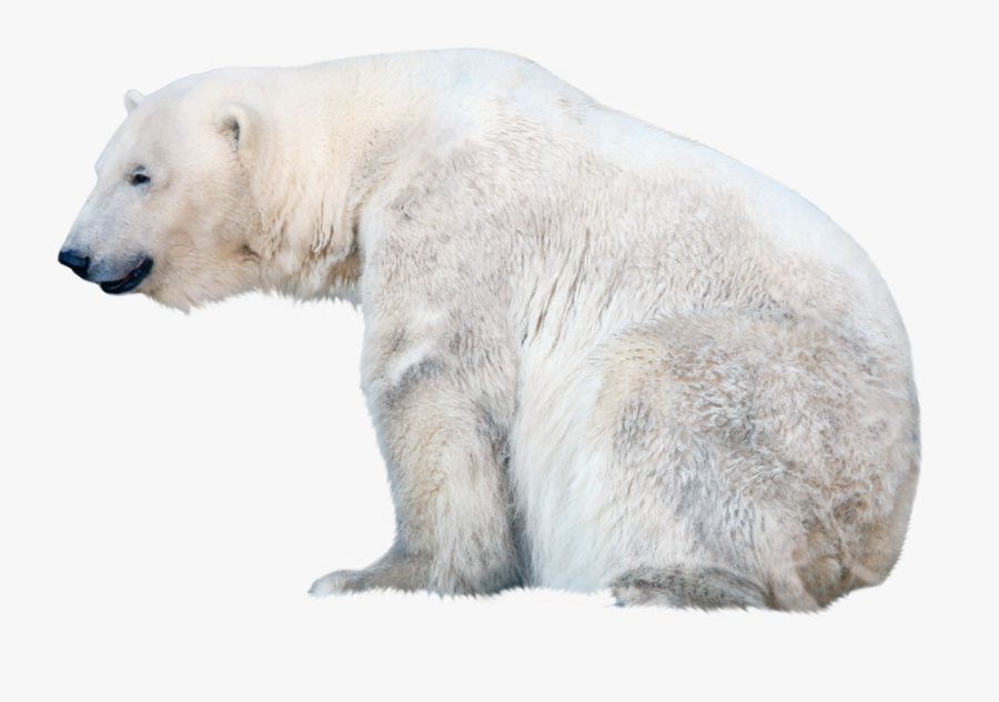 Transparent Arctic Background Clipart - Polar Bear Transparent Background, Transparent Clipart