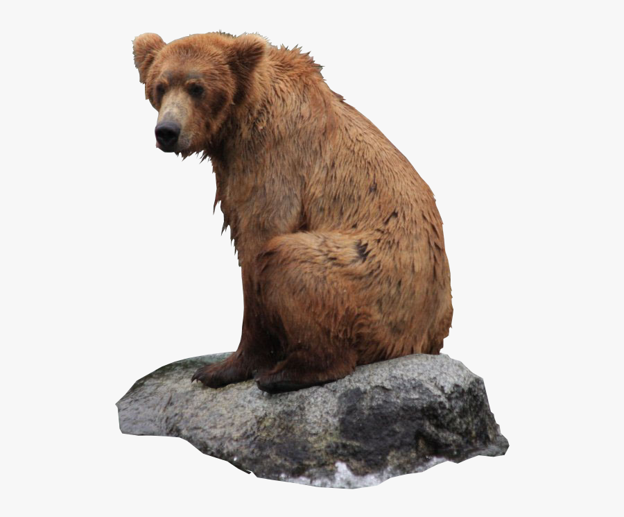 Free Images - Grizzly Bear Png Transparent, Transparent Clipart
