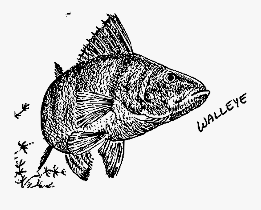 Crappie Fish Picture Transparent Library - Drawings, Transparent Clipart