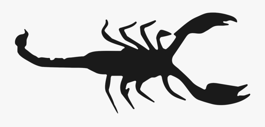 Scorpio, Zodiac, Arachnid, Symbol, Categories - Insect, Transparent Clipart
