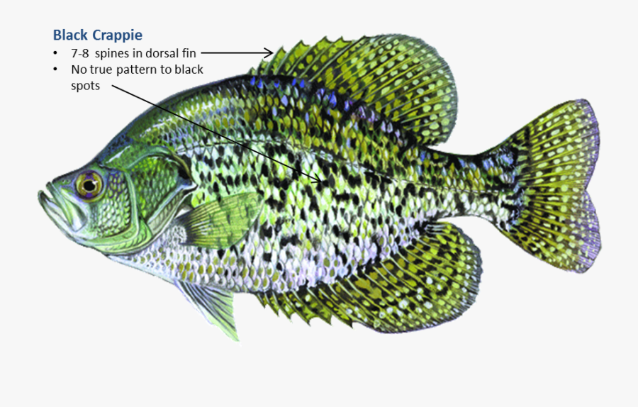 Black Crappie White Crappie Rainbow Trout Largemouth - Rainbow Crappie, Transparent Clipart
