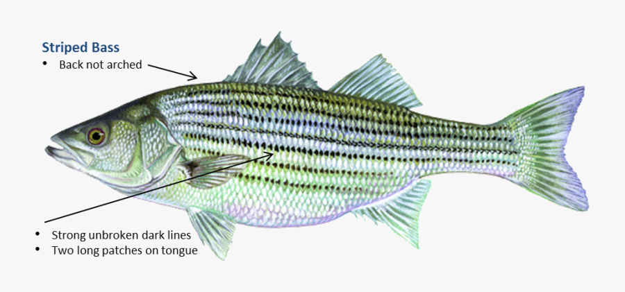Striped Bass - Striper Bass, Transparent Clipart