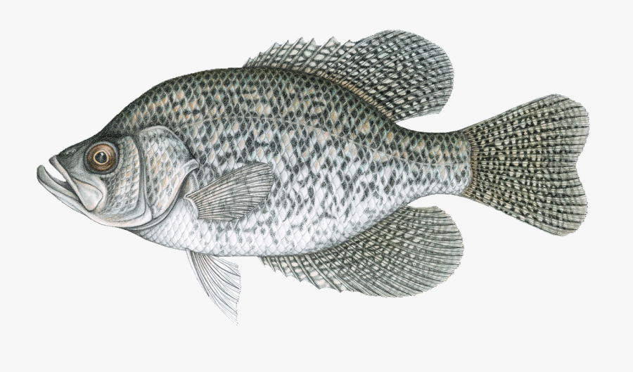 Picture - Bluegill Sunfish, Transparent Clipart
