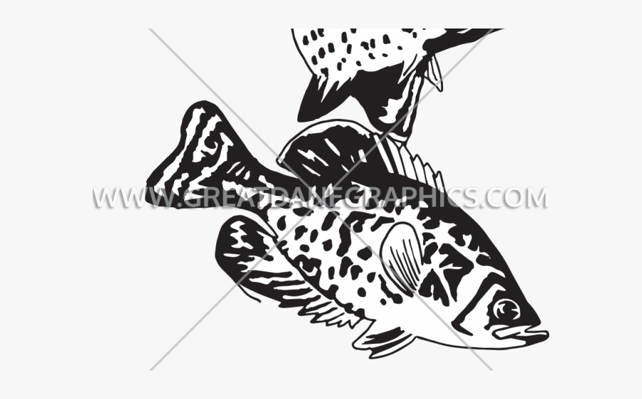 Crappie Cliparts - Illustration, Transparent Clipart
