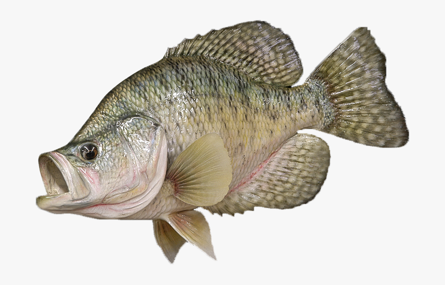 Tilapia Bass White Crappie Perch Black Crappie - Crappie Png, Transparent Clipart