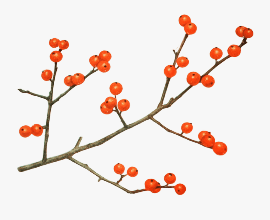 Seedless Fruit, Transparent Clipart