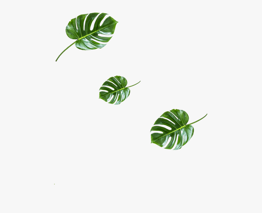 Music, Transparent Clipart