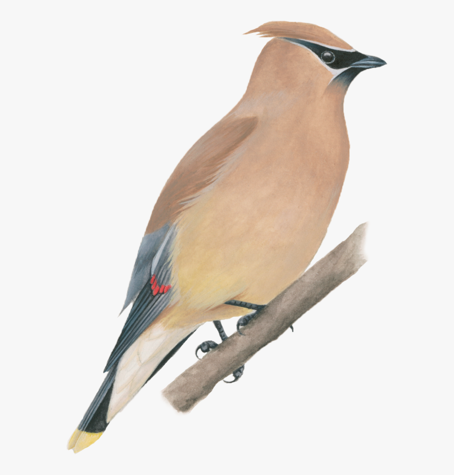 Cedar Waxwing - Cedar Waxwing White Background, Transparent Clipart